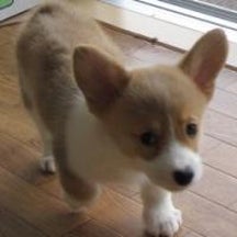 コタママのプロフィール画像